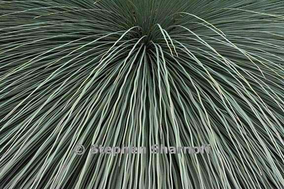 xanthorrhoea leaves 1 graphic